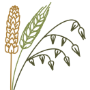 The Triticeae Toolbox